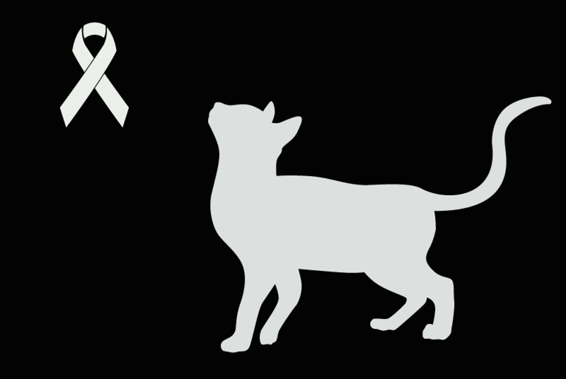 Avviso Ritrovamento Gatto incrocio di razze  Femmina Rœulx Francia