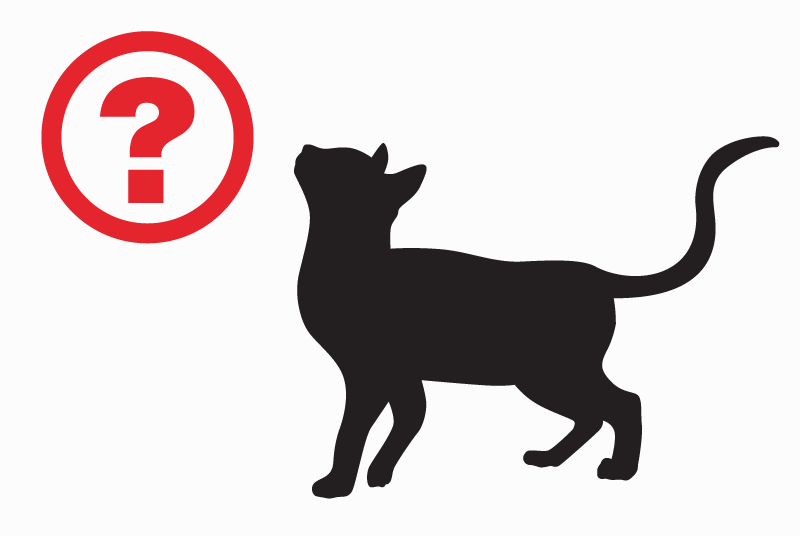 Disappearance alert Cat miscegenation  Male , 3 years Douai France